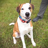 adopt-pet