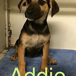 Thumbnail photo of Addie in CT #1