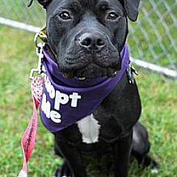 Thumbnail photo of Zoey-Adopted! #2