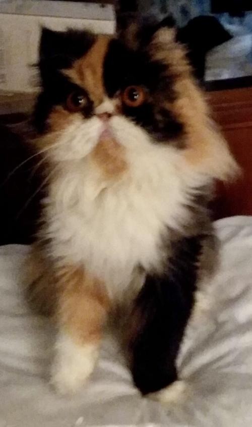 Adopt Victoria A Calico Or Dilute Calico Persian / Mixed (long Coat