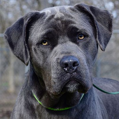 Gridley Ca Cane Corso Meet Connor A Pet For Adoption