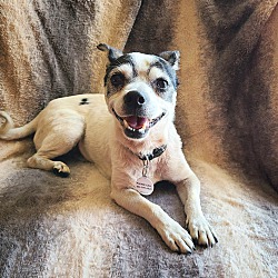 Photo of Othello