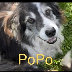 Photo of PoPo