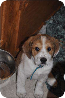 treeing walker coonhound great pyrenees mix