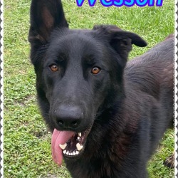 Thumbnail photo of Wesson #1