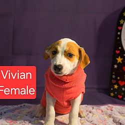 Thumbnail photo of Vivian in CT #1