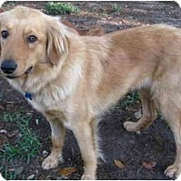 Adopted Pets At Golden Beginnings Golden Retriever Rescue Inc In Houston Texas