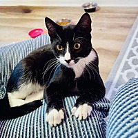 adopt a pet