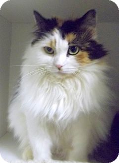Duluth Mn Maine Coon Meet Dixie A Pet For Adoption