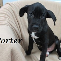 Thumbnail photo of Porter #3