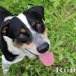 Thumbnail photo of Ruffles #1