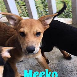 Thumbnail photo of Meeko #1