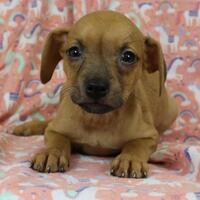 Dachshund Puppies For Sale In Chicago Illinois Adoptapet Com