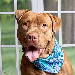 Shar Pei Puppies For Sale In Minnesota Adoptapet Com