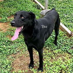 Thumbnail photo of Tito #4