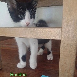 Photo of Buddha