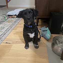 Photo of Archie