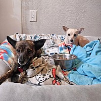 adopt a pet