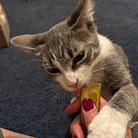 adopt a pet