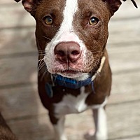 adopt a pet
