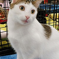 adopt a pet