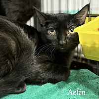 adopt-pet