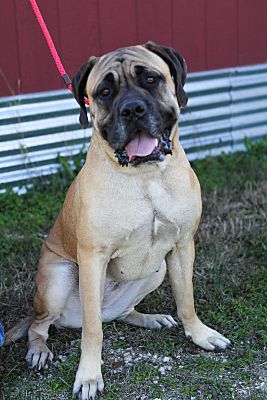 Killeen Tx Bullmastiff Meet Georgette A Pet For Adoption