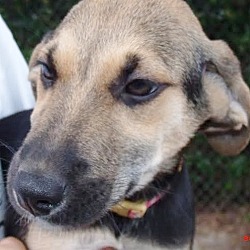 Thumbnail photo of Rayna, shep hound beauty! #1