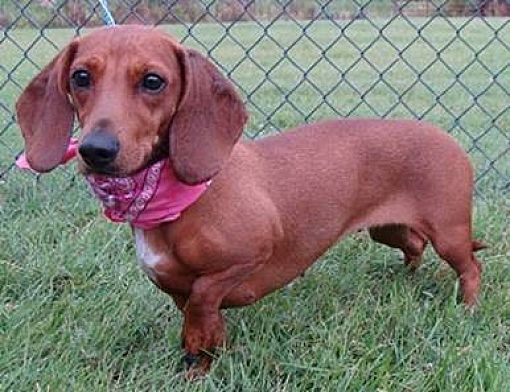 Yorkville Il Dachshund Meet Shasta A Pet For Adoption