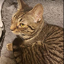 Available Pets At Act Nh Animals In Nashua New Hampshire