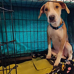 Boxer Puppies For Sale In Sacramento California Adoptapet Com