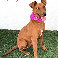 adopt a pet