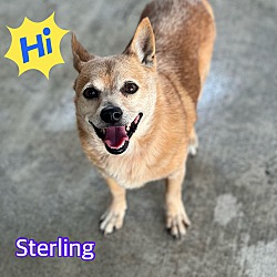 Thumbnail photo of Sterling #2