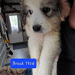 Photo of RB Marilyn pup- Brock