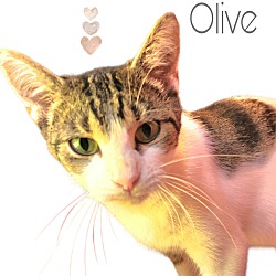 Thumbnail photo of OLIVE #1