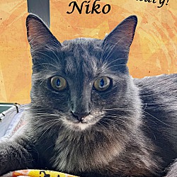 Thumbnail photo of NIKO #3