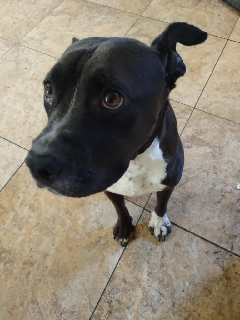 Adopt Baxter a Black - with White Pitsky / Mixed dog in N Las Vegas ...