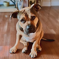 adopt a pet