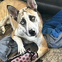 adopt a pet