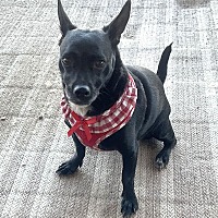 adopt-pet