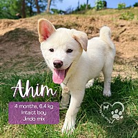 adopt a pet
