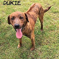 Thumbnail photo of Dukie #3