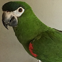 Photo of Poco