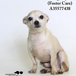 Thumbnail photo of Big Boy  (Foster Care) #4