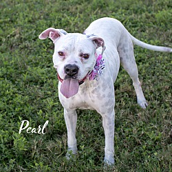 Thumbnail photo of Pearl #3