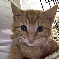 Available Pets At Chance At Life Cat Rescue In River Edge New Jersey