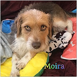 Thumbnail photo of Moira #3