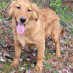 Photo of GOLDEN PUPS male or female
