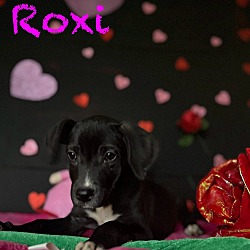 Thumbnail photo of Roxi #3