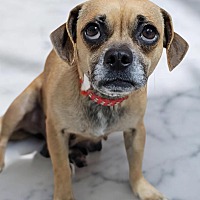 adopt-pet